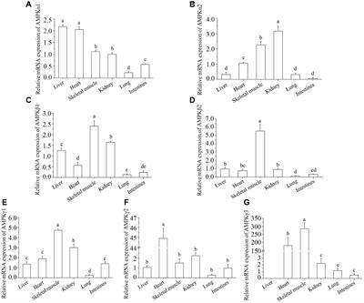 Adenosine Monophosphate-Activated Protein Kinase Signaling Regulates Lipid Metabolism in Response to Salinity Stress in the Red-Eared Slider Turtle Trachemys scripta elegans